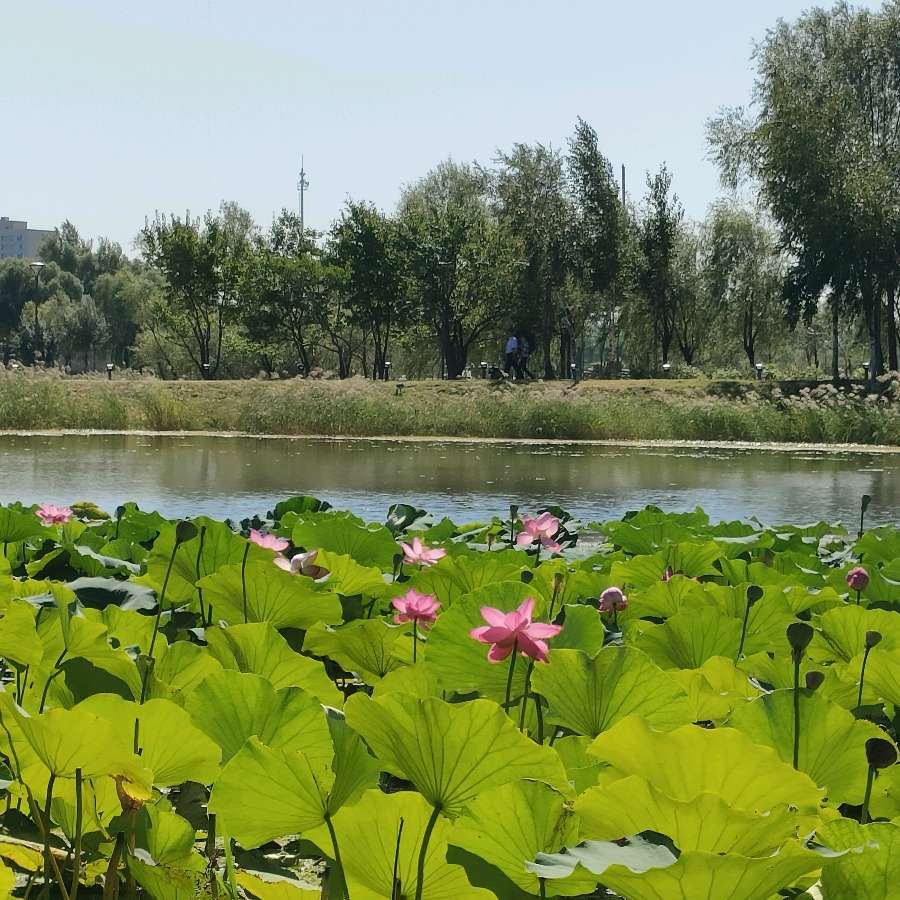 《沁园春》癸卯秋游北大湖、花海（图13）