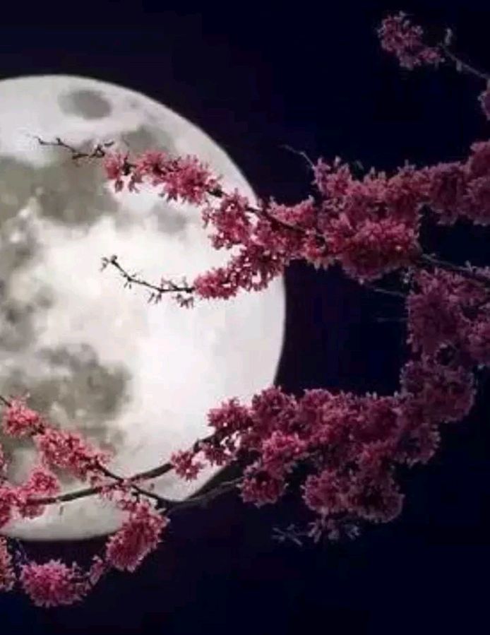 请欣赏四位金牌主播为您分享吴丰老师的《中秋月下饮》编辑//海纳百川【中国长江文学社】有声文学平台【第6446期】（图4）