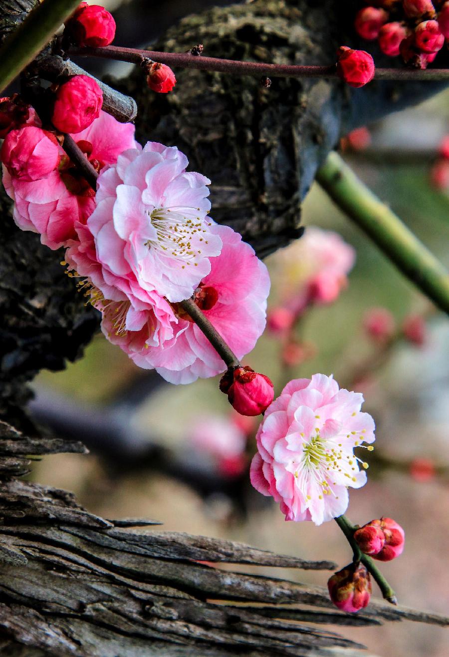 七律·步韵高启梅花诗九首(文/冯清明)……莲叶之珠文学社(图3)