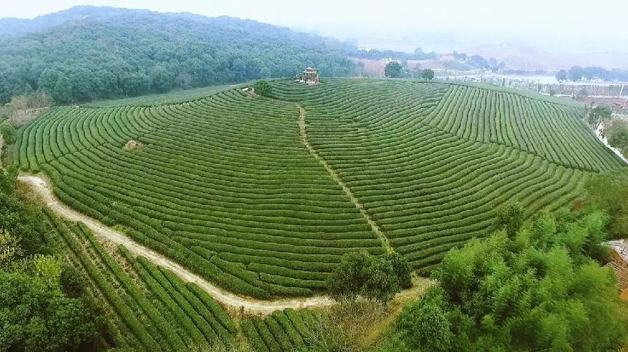 南池新貌（文/彭云南）……莲叶之珠文学社（图4）