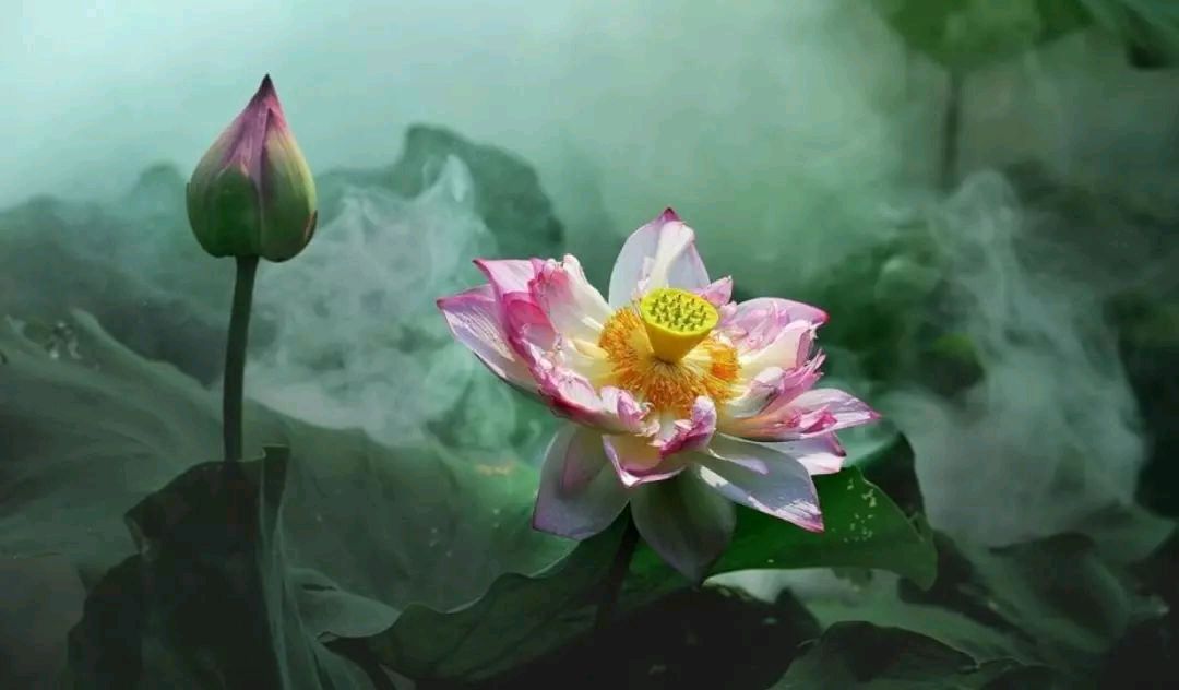 人生亦如茶，手捧生命的温度，看浮华三千！