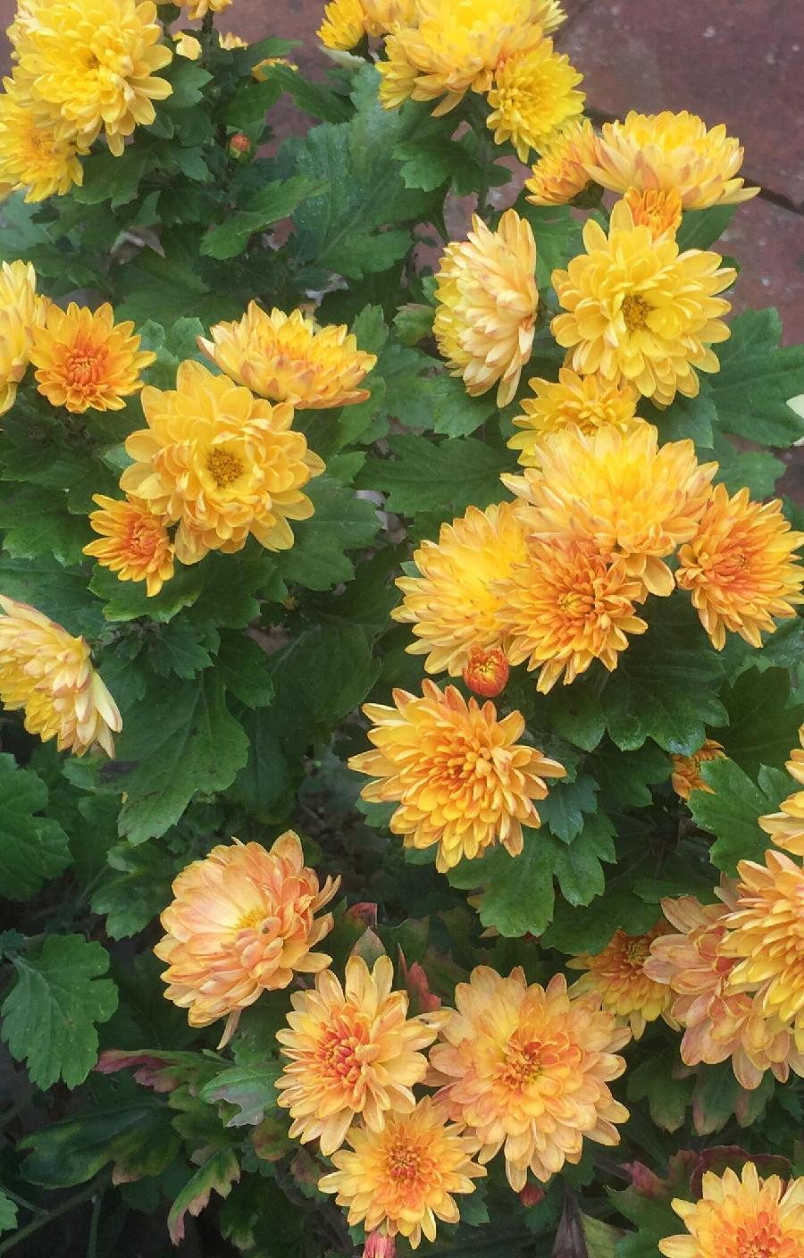 秋菊吟怀（外一首）诗||于兴庆（图17）