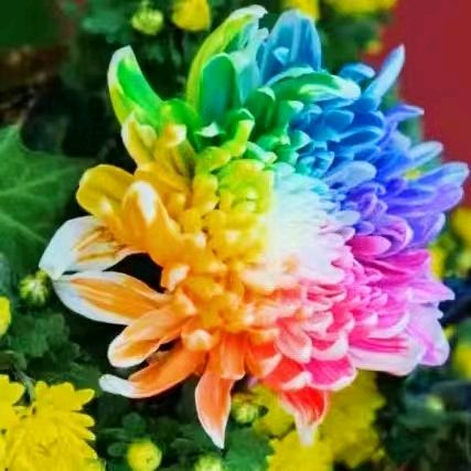 【荣耀中国】平湖乐 霜菊（王恽体）作者/吴锡峰（河南）（图3）