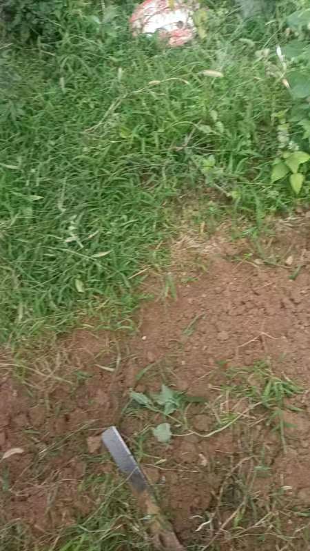 魏泽奇的《种菜》