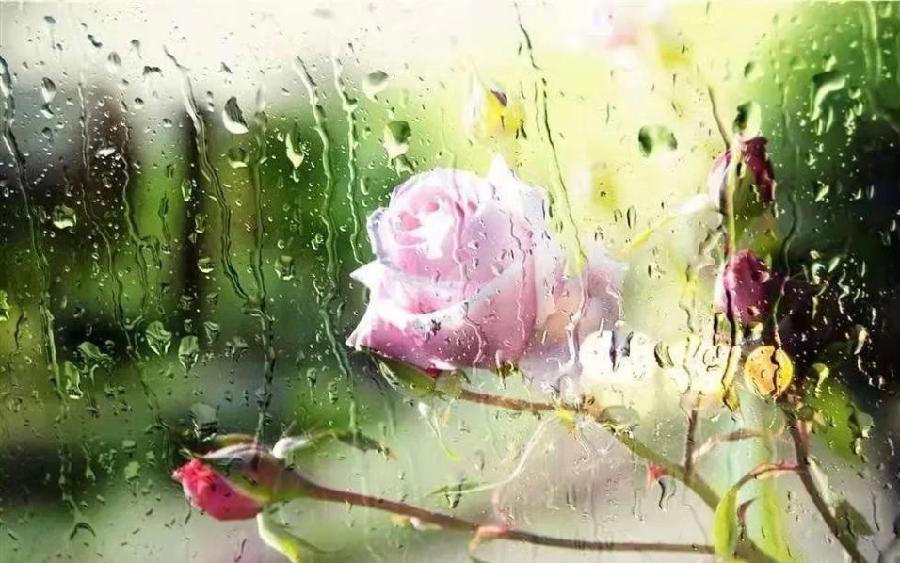 【新诗大观】你那里下雨了吗||文/花惜柔||诵/李保红