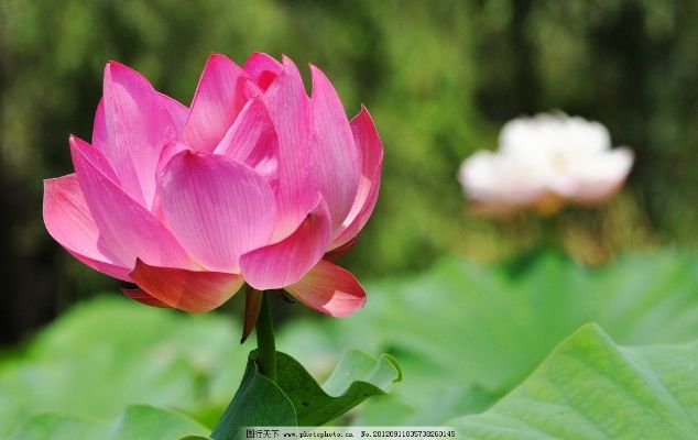 【花朝清韵】第六十八期《屈丽华诗词选辑》(图3)