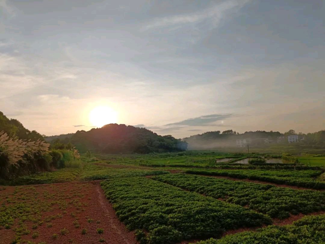 《熟悉的土地》宋香莲（吉林）（图2）