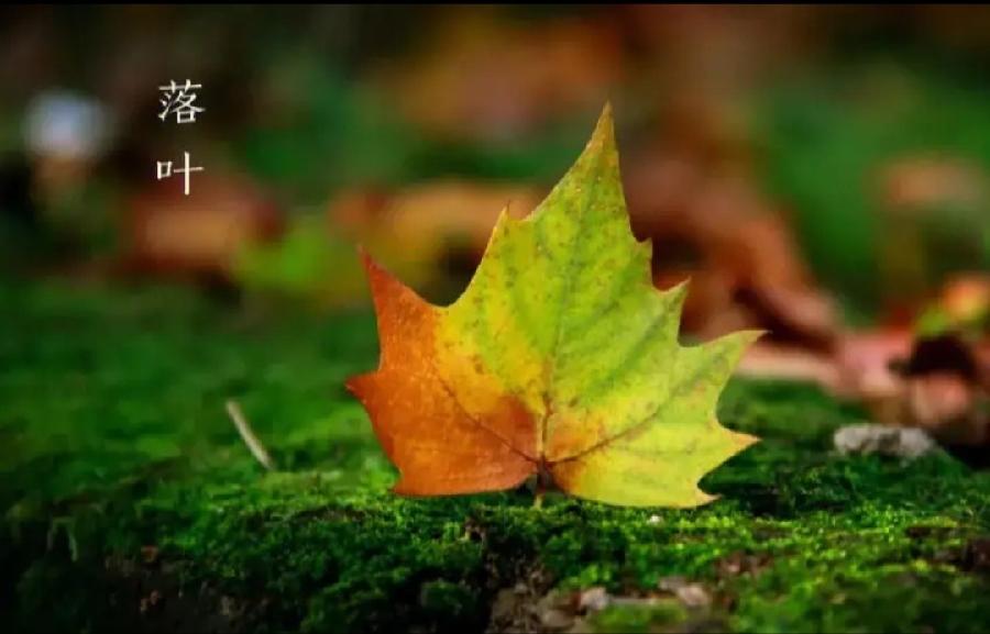 落叶知秋