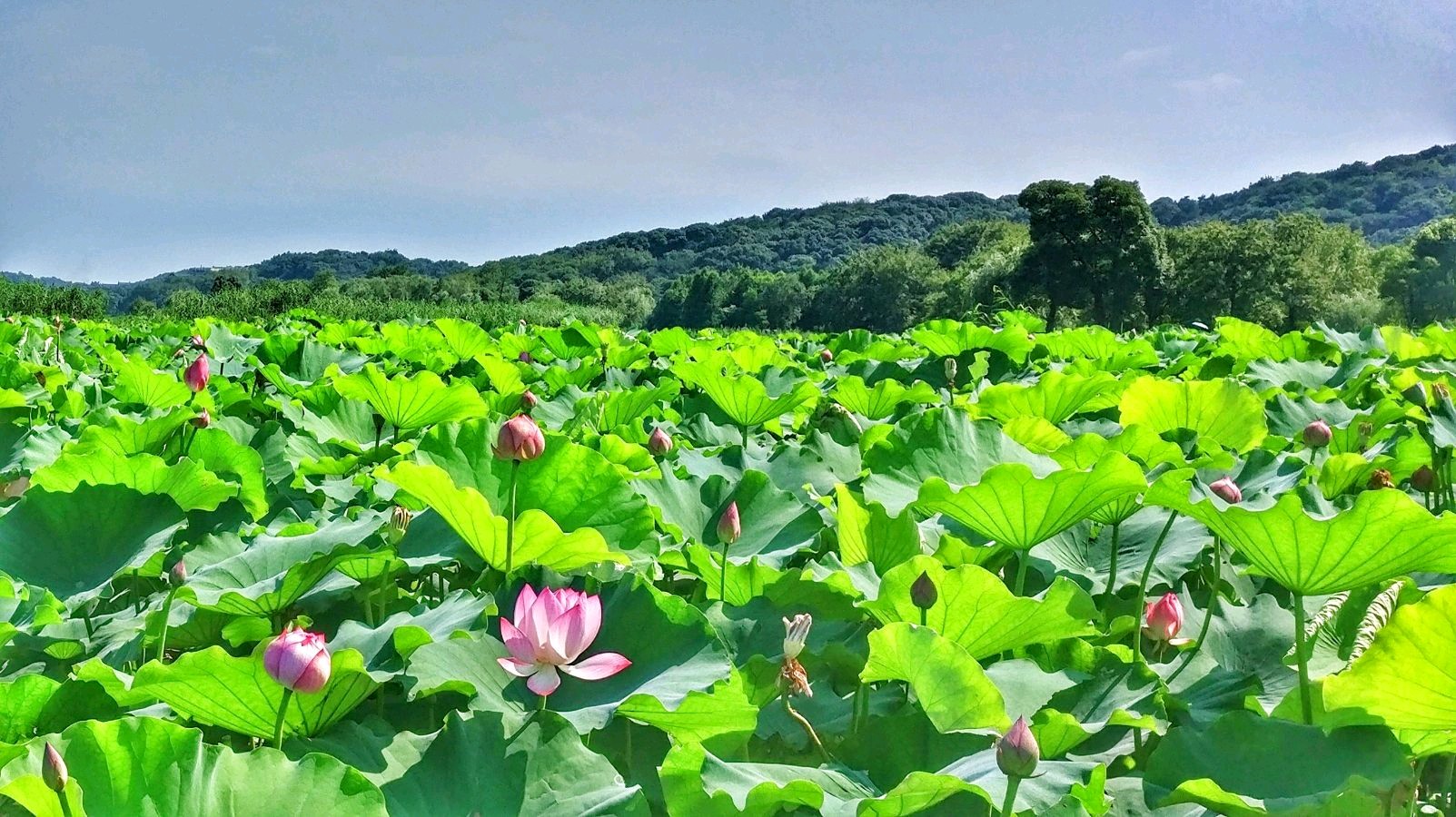 卓顺贵癸卯诗词集（图84）
