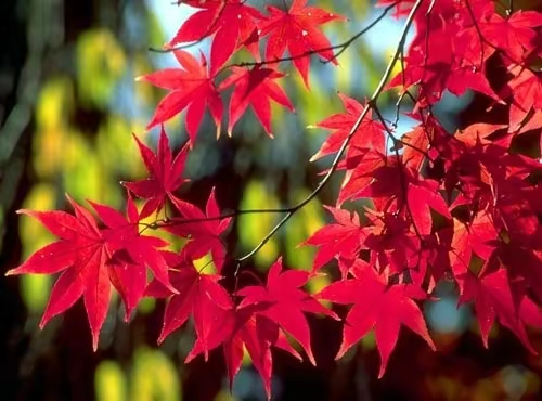 【神州源流诗苑】第1039期佳词《都市头条》周刊(图7)
