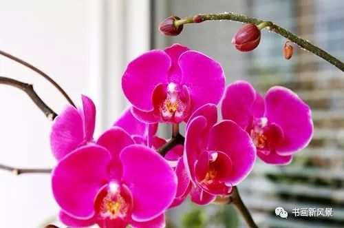 罗刹海市翻版【人与狗猫論】(外三首)——作者:崔小平——【诗当代】开始征稿——都市头条(图4)
