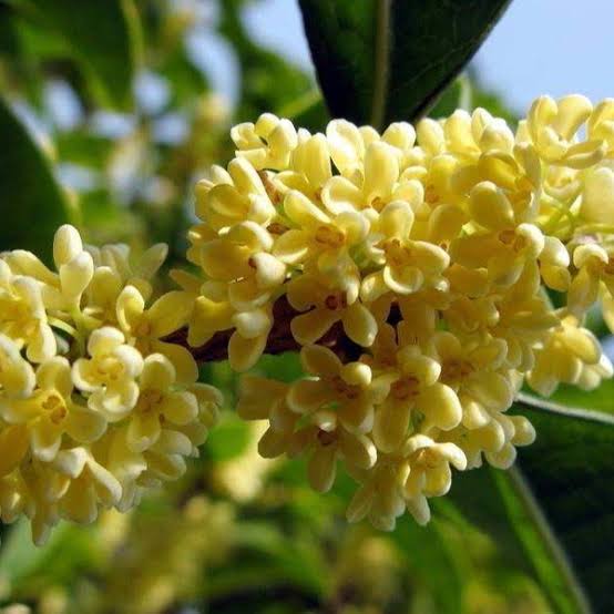 游子吟（图5）