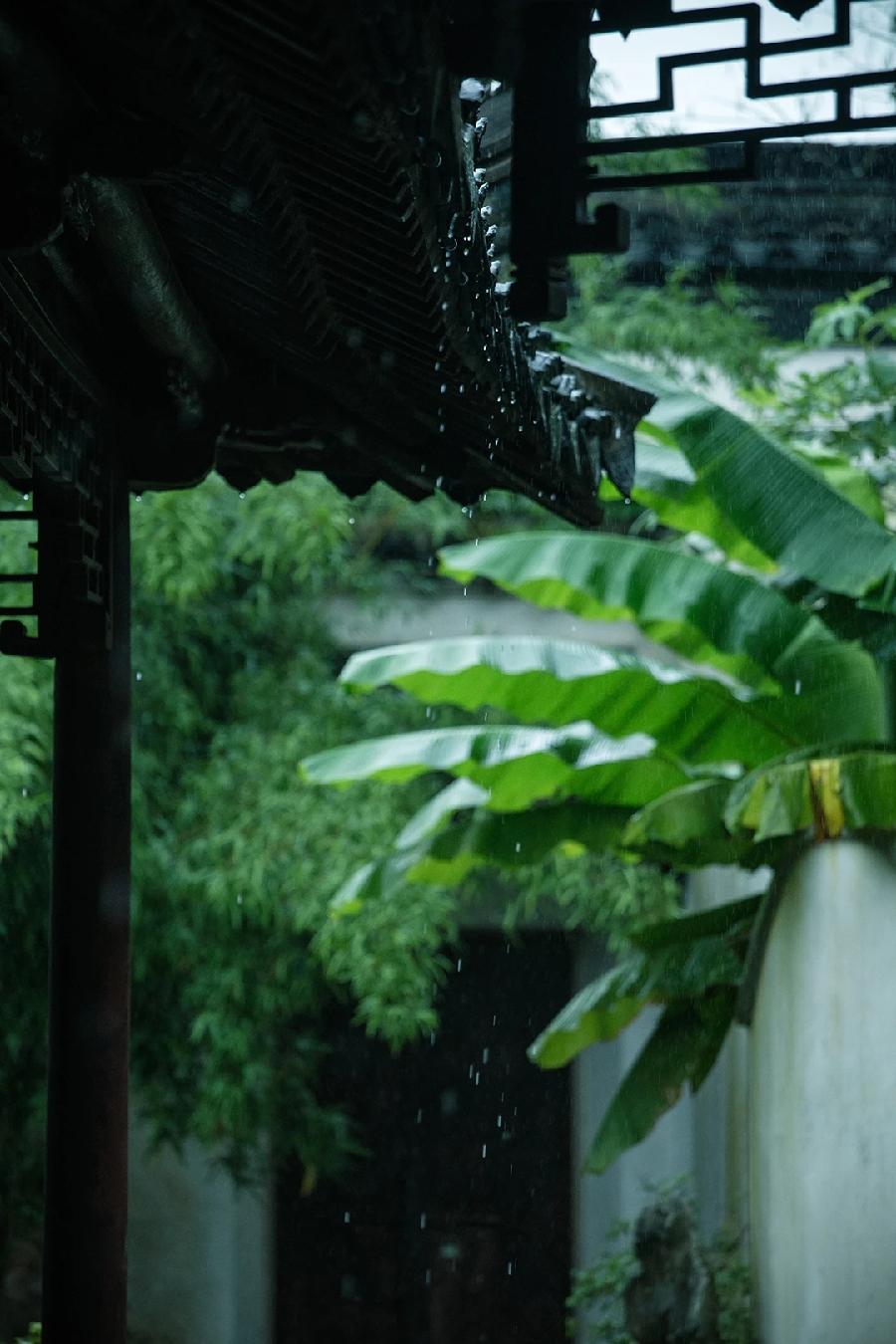国风上海社｜金雨个人专刊—上海头条（图3）