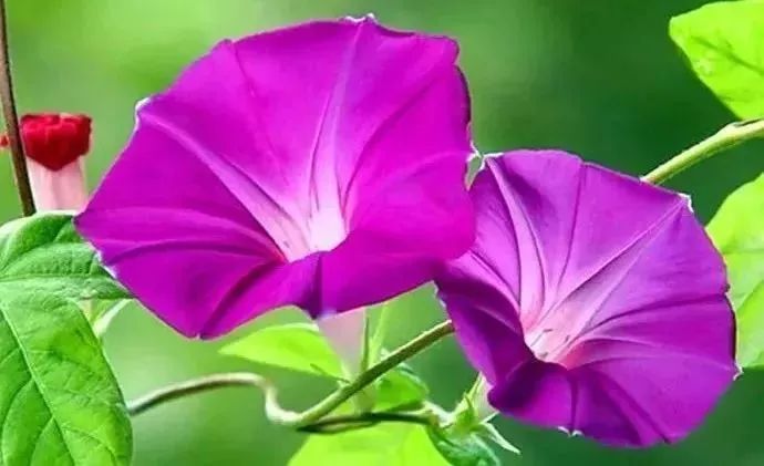 【诗歌】牵牛花 文/书乐(图3)
