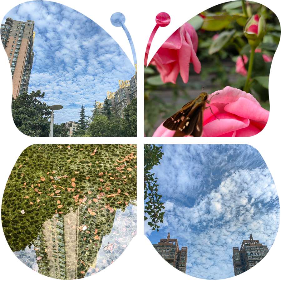 【✍锦园·随記】丨38《📸摄影長安》〈第十一集〉（图5）