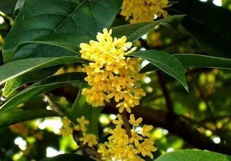 【中国长江文学社】《桂花树上 悬着我思念故乡》作者禇向平/诵读田心/制作宋梅【第6530期】（图4）