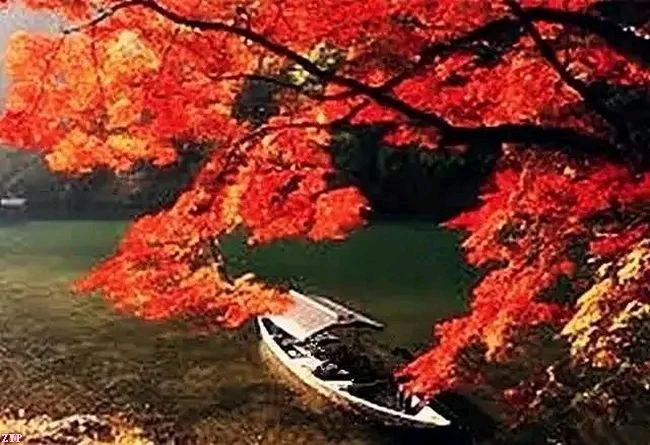 【中国长江文学社】有声文学平台《五绝 城乡秋韵》作者朱守平/诵读茵茵/制作宋梅【第6531期】（图5）