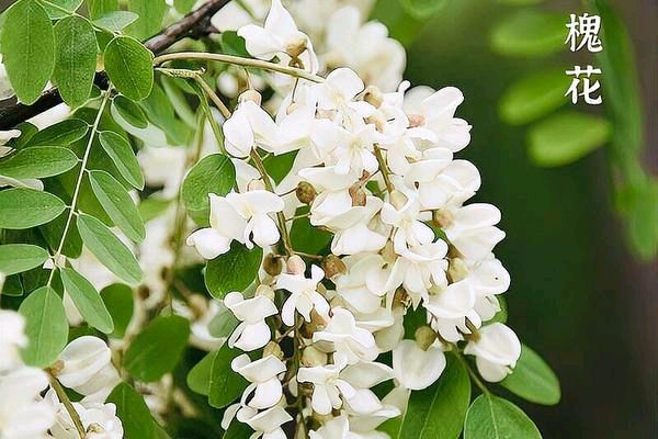 《北京的槐花雨》作者:任学路【主播:彭美华】【中国现代诗歌文化传媒】徜徉诗的海洋，聆听天籁之声♬（图4）