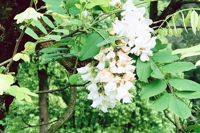 《北京的槐花雨》作者:任学路【主播:彭美华】【中国现代诗歌文化传媒】徜徉诗的海洋，聆听天籁之声♬（图7）
