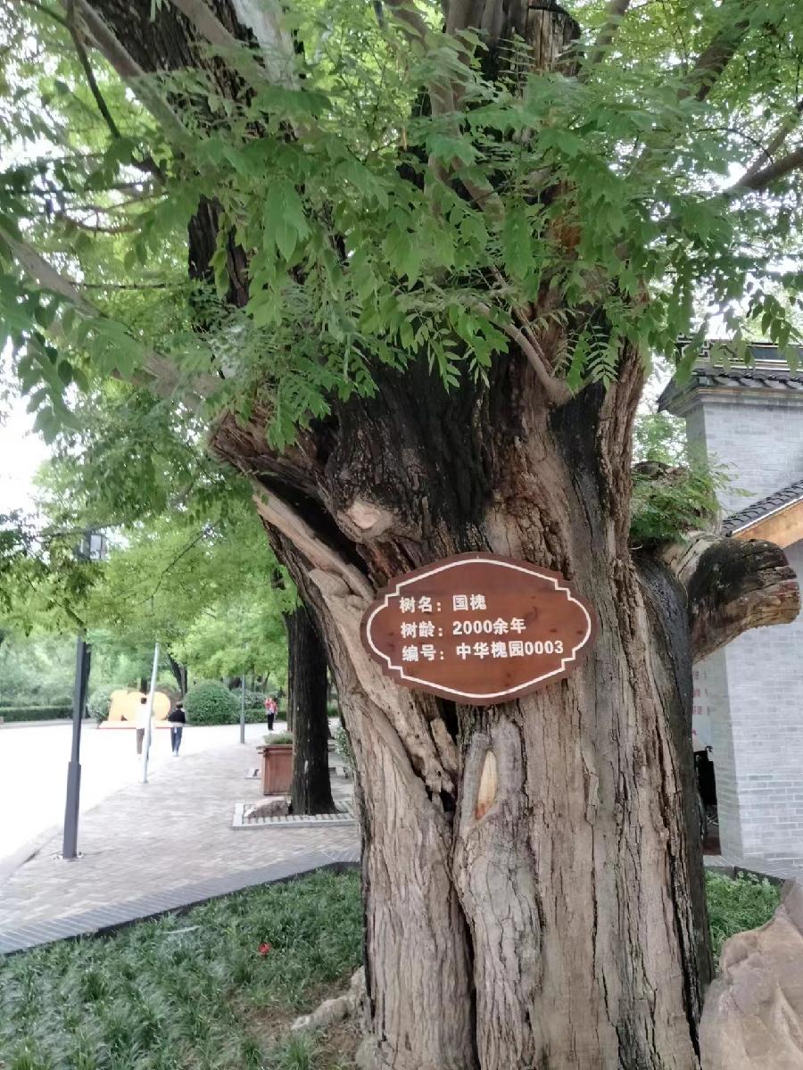 美丽大花园幸福新沈丘～诗||王金廷（图8）