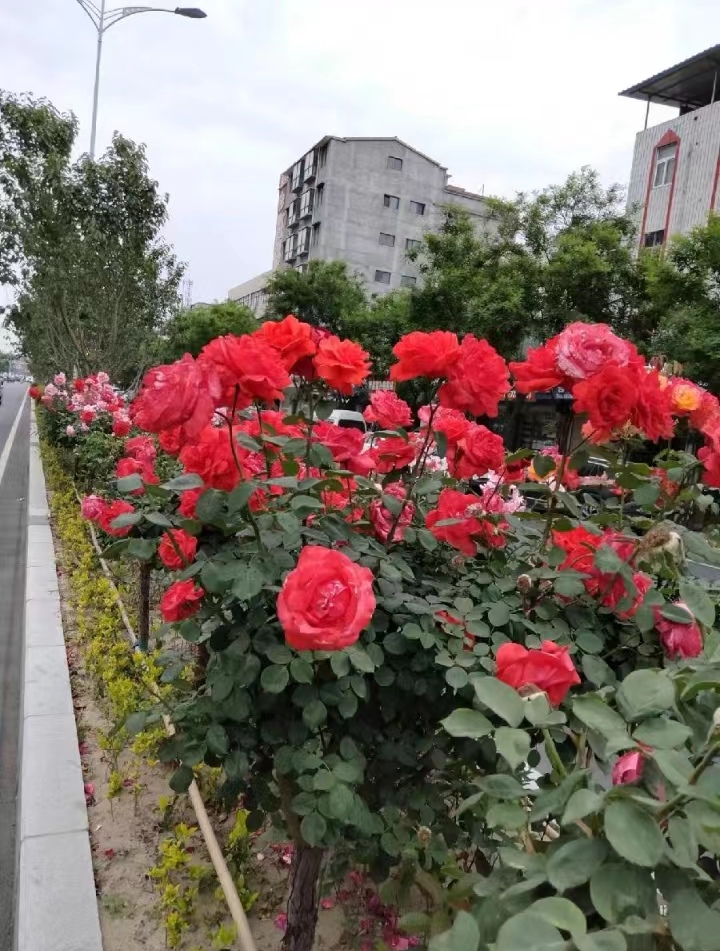 美丽大花园幸福新沈丘～诗||王金廷（图9）