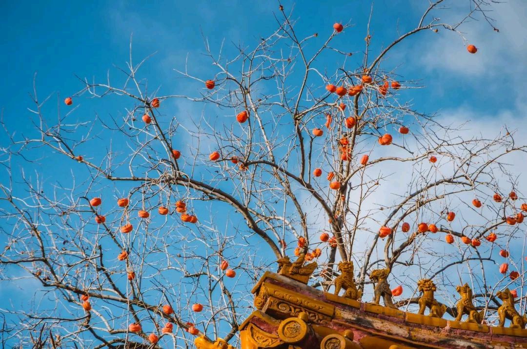 【诗歌】北京的秋(外一首) 文/书乐(图3)