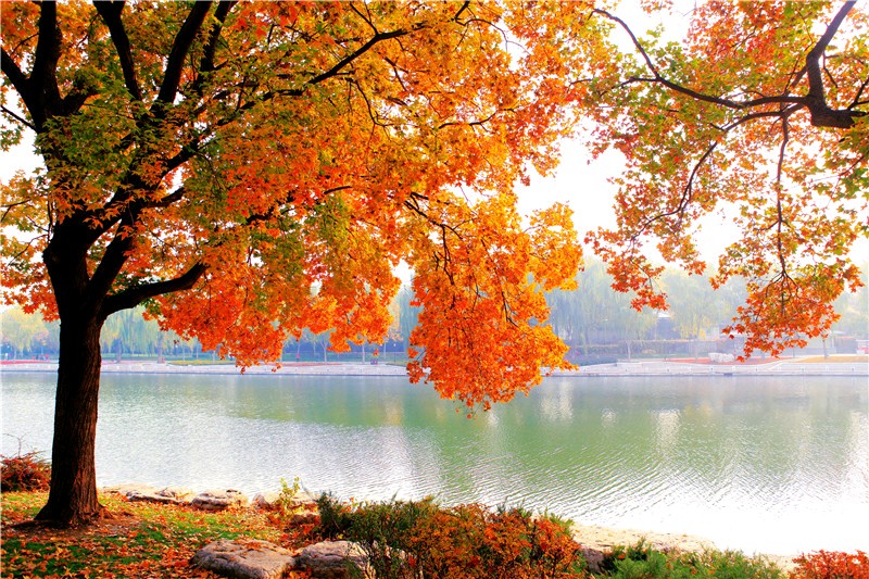 【诗歌】北京的秋(外一首) 文/书乐(图5)
