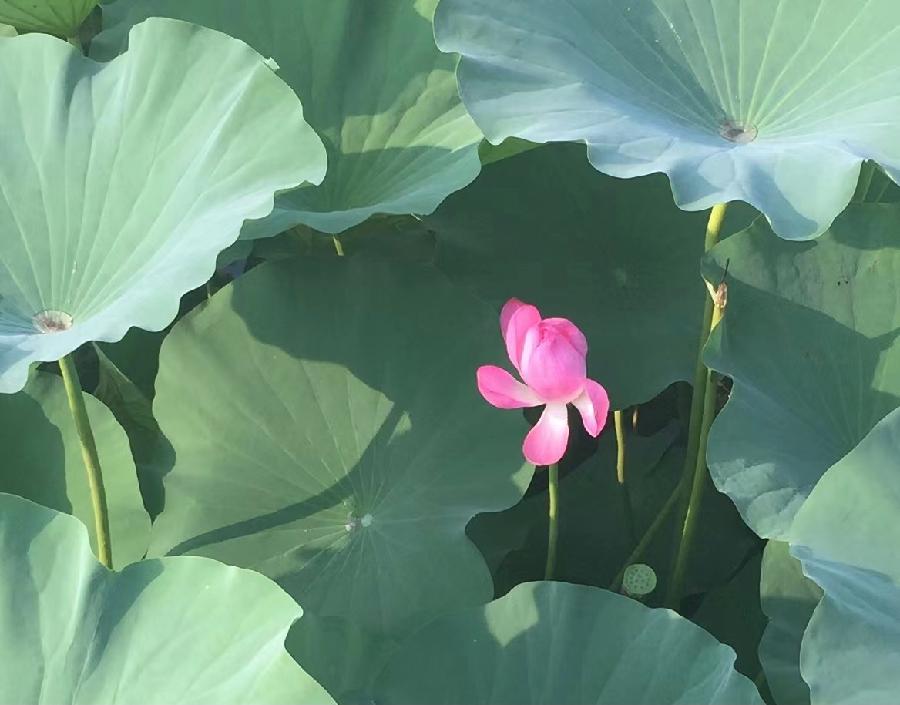 【新诗大观】荷塘深处（诗三首）||文/小节