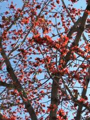 《他乡，你是一株孤独的木棉花》作者:胡玉滨【主播:李金钟】【中国现代诗歌文化传媒】现代♬ 馨声（图6）