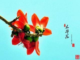 《他乡，你是一株孤独的木棉花》作者:胡玉滨【主播:李金钟】【中国现代诗歌文化传媒】现代♬ 馨声（图7）