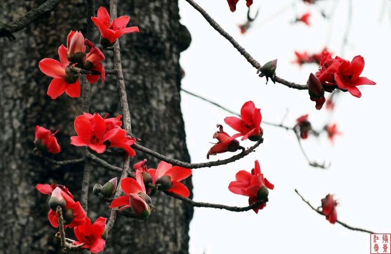 《他乡，你是一株孤独的木棉花》作者:胡玉滨【主播:李金钟】【中国现代诗歌文化传媒】现代♬ 馨声（图5）