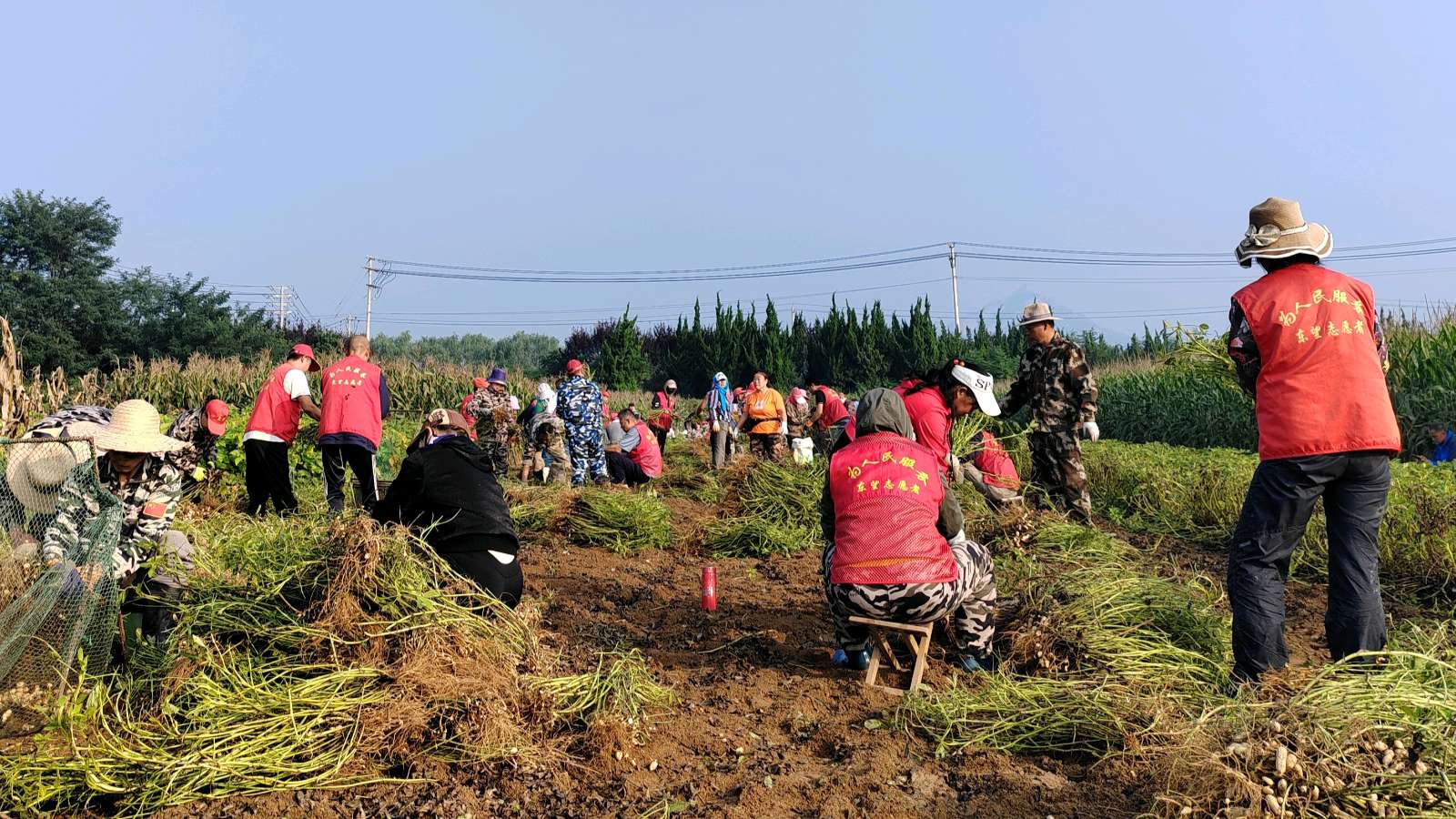 志愿助农暖人心 花生地里浓浓情(图2)