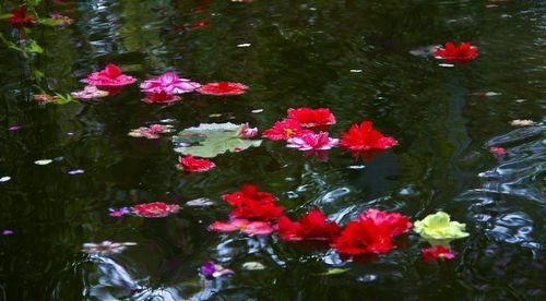 【月是故乡明】笨笨鼠//秋韵诗词欣赏｛八首｝（图7）