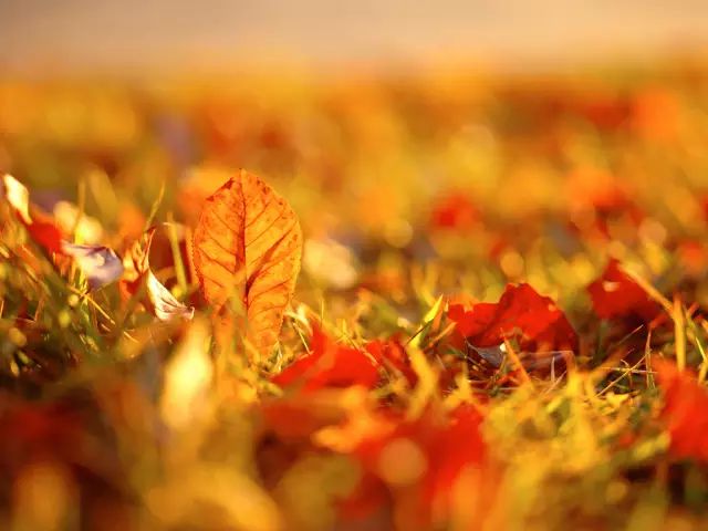 《守望秋天》作者/西北苍狼 主播/馨园小主 主编/胡琴(图11)