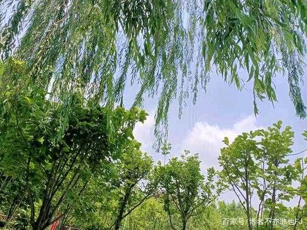 《风的翅膀》作者:东方【主播:丹桂】【桃源国际诗歌集团】徜徉诗的海洋，聆听天籁之声♥♬（图8）