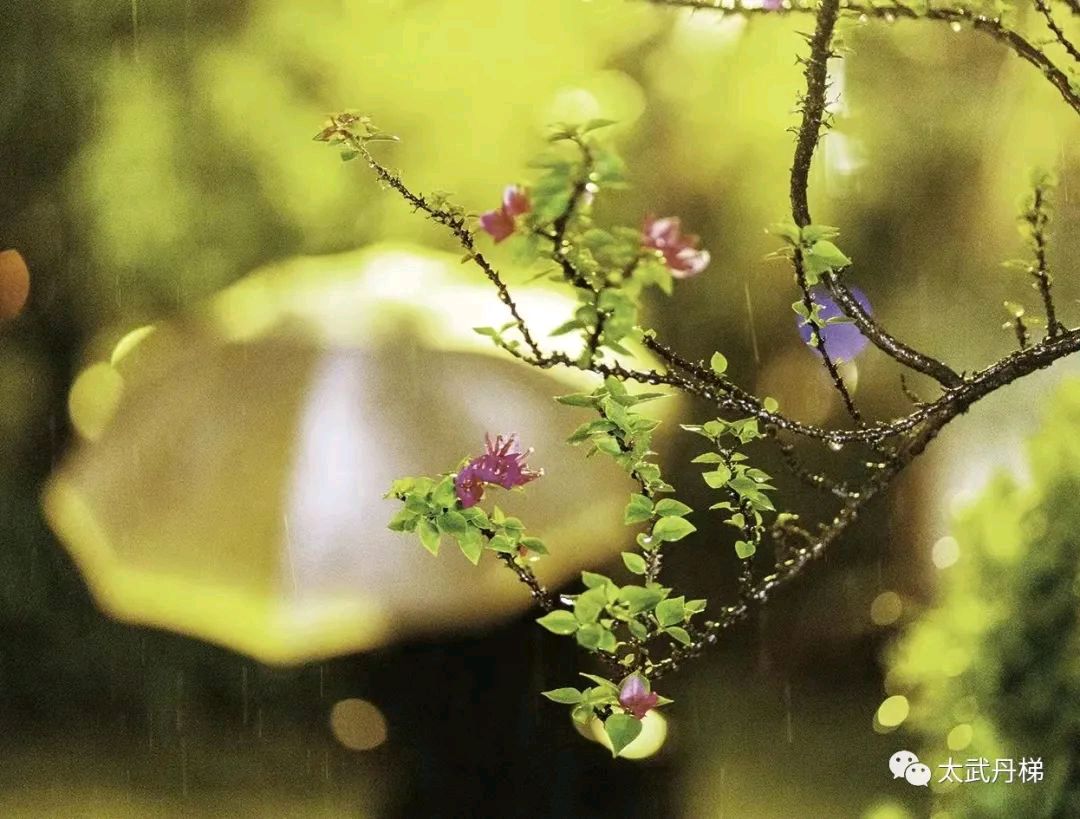 中秋的茶 '醉仙牛' /梧闽（图9）