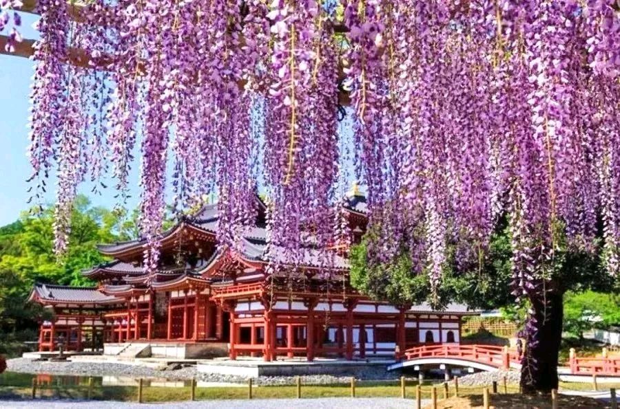 《紫藤花开的小院》作者/竹风梅影 主播/海棠 主编/胡琴