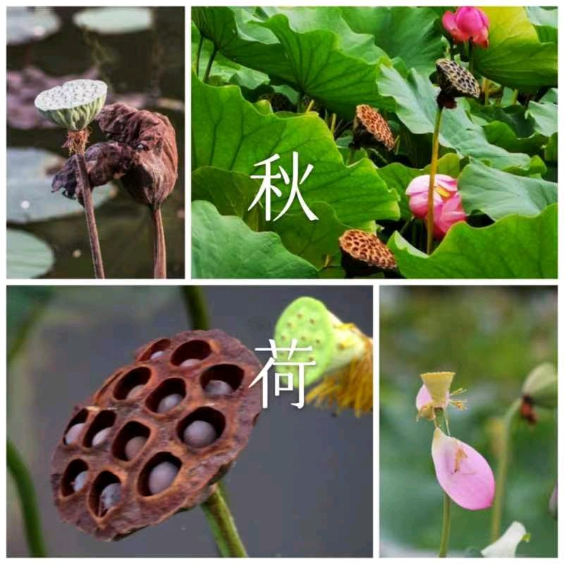 韩庚的《秋荷》