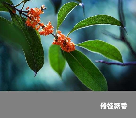 【经典推荐】李建印//漫道轻飘丹桂香（图2）