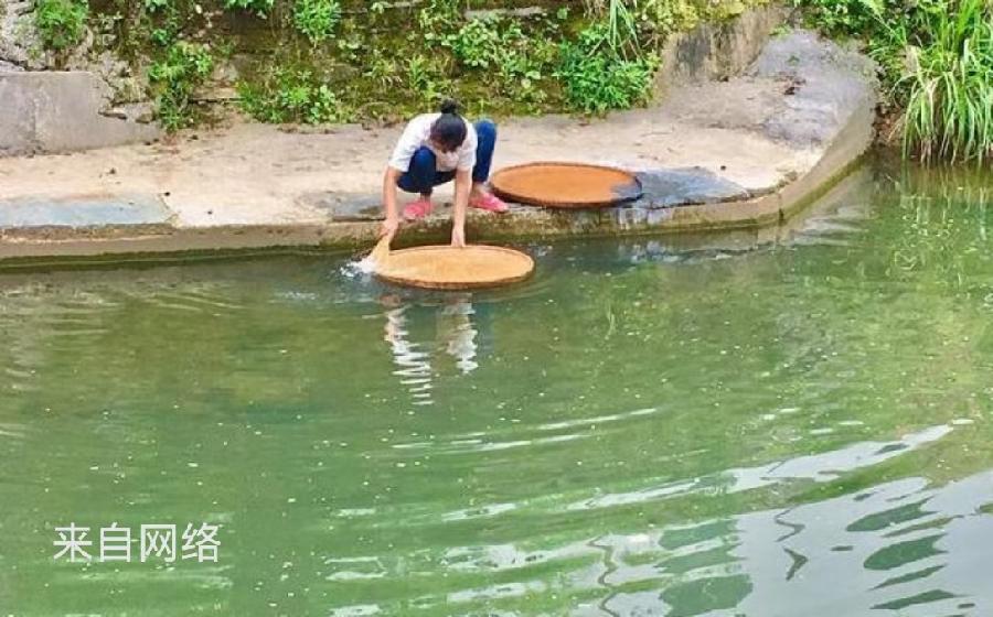 ［石岩磊］婺源菊径村（882）……莲叶之珠文学社（图5）