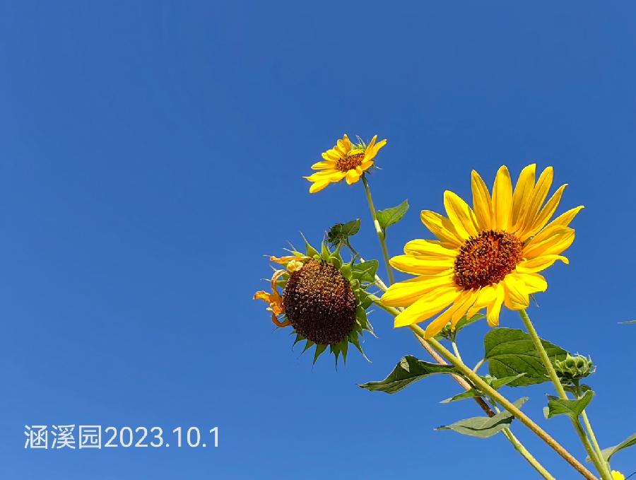 ［石岩磊］婺源菊径村（882）……莲叶之珠文学社（图10）