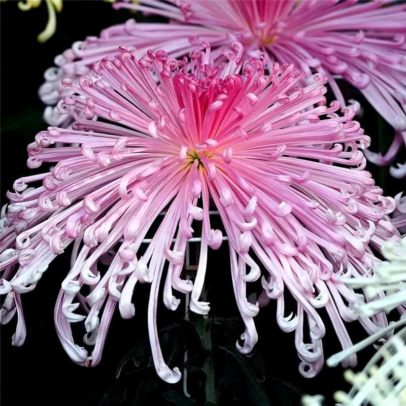 七律·咏菊／卢秀贞（河北）（图2）