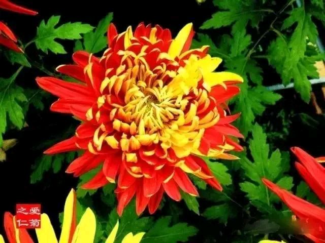 七律·咏菊／卢秀贞（河北）（图3）