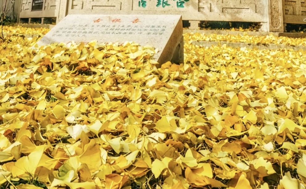 2023.10.05.兰儿心灵语录《墨海文香》内蒙古赤峰市《都市头条》原创音频《弘扬国学》(图90)