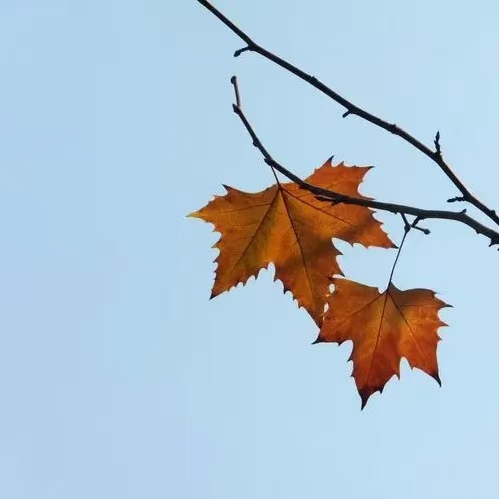 仲秋时节（文/许碧霞）……莲叶之珠文学社