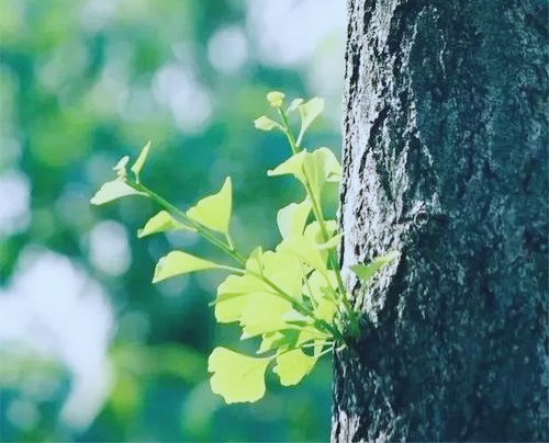 片伟:孟国泰教育思想的价值与意义(图6)