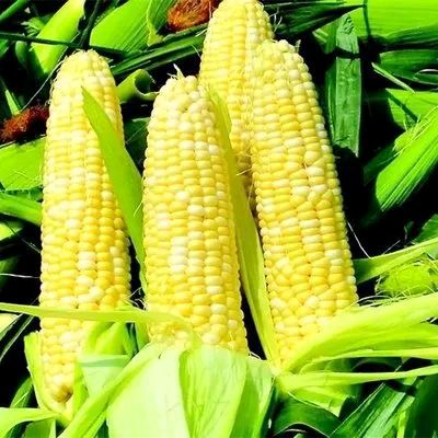 民歌二首吉耀国（吉林）（图2）