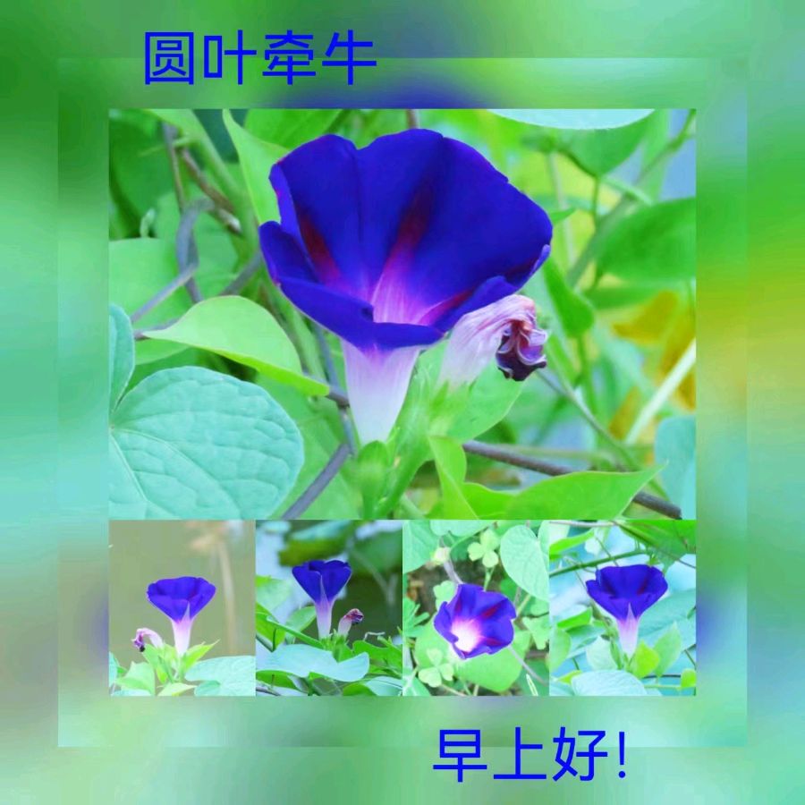 联机全球发布马洪武作品欣赏（图468）