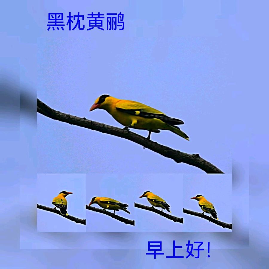 联机全球发布马洪武作品欣赏（图466）