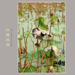 七绝·枯荷(文/冯清明)……莲叶之珠文学社(图4)